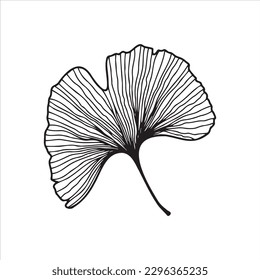 Hand drawn ginkgo biloba leaves. Floral element for invitations, greeting cards, posters.