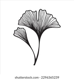 Hand drawn ginkgo biloba leaves. Floral element for invitations, greeting cards, posters.
