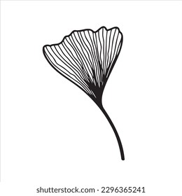 Hand drawn ginkgo biloba leaves. Floral element for invitations, greeting cards, posters.