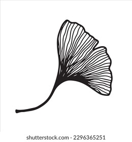 Hand drawn ginkgo biloba leaves. Floral element for invitations, greeting cards, posters.