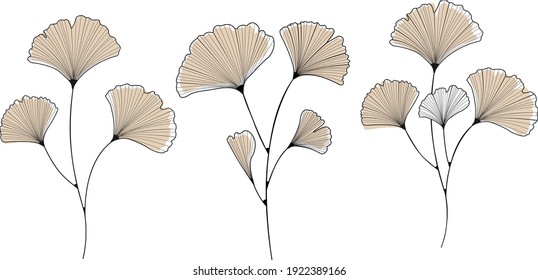 
Hand drawn ginkgo biloba vector illustrations set on white background. Vector black and white ginkgo biloba botanical elements. 