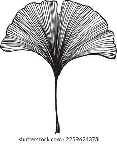 Hand drawn ginkgo leaf, pen and ink, line drawing with clean, simple, closed lines. Detailed leaf veins. Original, free drawn artwork. Single isolated gingko leaf vector.