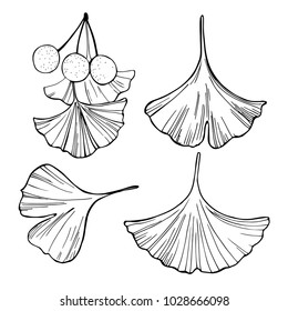 Hand drawn ginkgo leaves.  Vector sketch  illustration.