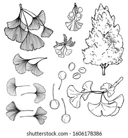 Hand drawn ginkgo  tree. Leaves and fruits.  Vector sketch  illustration.