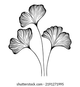 Hand Drawn Ginko Biloba. Black and white line drawing, pen and ink hand drawn.