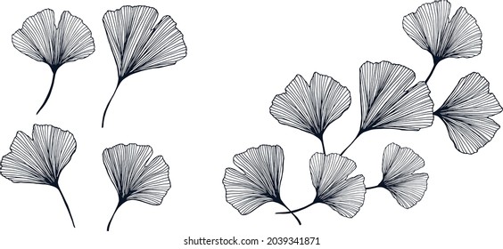 Hand Drawn Ginko Biloba Leaf Elements