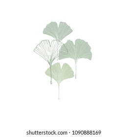 Hand Drawn Ginko Biloba Vector Illustration. White Background. Green and White Floral Design. Green Sketched Leaves. Delicate Botanic Theme Card.