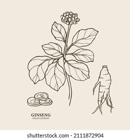 Hand drawn ginseng plant and root