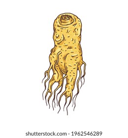 Hand drawn ginseng root engraving etched style vector illustration isolated on a white background. Root part of ginseng medicine plant. Botanical image of ginseng.