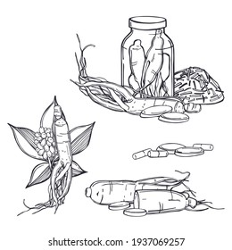 Hand drawn  ginseng set. Roots, berries and leaves on white background.  Vector sketch  illustration.