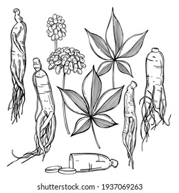 Handgezeichnetes Ginseng-Set. Wurzeln, Beeren und Blätter auf weißem Hintergrund.  Vektorgrafik-Illustration.
