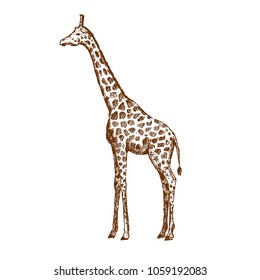 Hand drawn giraffe. Sketch, vector illustration.