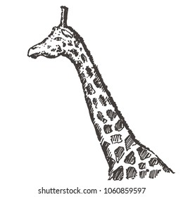 Hand drawn giraffe. Sketch, vector illustration.