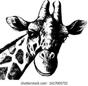 Hand drawn giraffe. Vector isolated on a transparent background