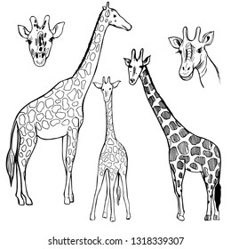 Hand drawn  giraffe. Vector sketch  illustration.