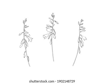 Hand drawn gladiolus collection. Set of outline glad flowers ink paintings. Black isolated garden sketch vector on white background. Herbal sword lily decorative print elements.
