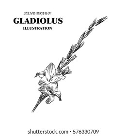 Hand drawn gladiolus isolated on white background. Flowers sketches elements. Retro hand-drawn floral vector illustration.