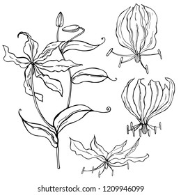 Hand drawn gloriosa flower. Vector sketch  illustration.
