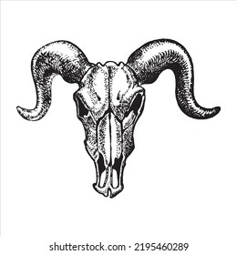 Hand drawn goat skull sketch illustration.