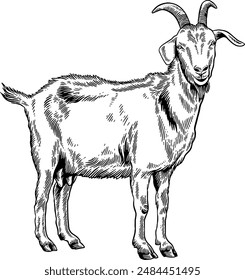 Hand drawn Goat Standing Side View Sketch Illustration