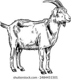 Hand drawn Goat Standing Side View Sketch Illustration