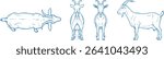 Hand Drawn Goat Vector Illustration Showing Front, Back, Side and Top Views in Clean Line Art Style for Farm Animal Design, Livestock Anatomy Reference, Educational and Minimal Animal Graphics


