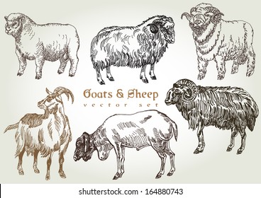 Hand Drawn Goats & Sheep Vector Set