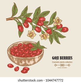 Hand drawn Goji berries on a branch. Colored sketch goji. Vector illustration vintage.