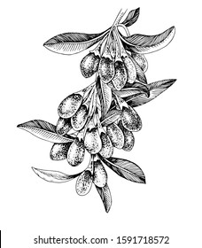 Hand drawn goji berries on a branch. Vector illustration in retro style