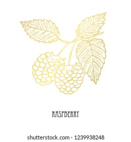 Hand drawn golden raspberry, design element. Can be used for cards, invitations, scrapbooking, print, fabric, manufacturing, food themes. Food theme. Golden fruits