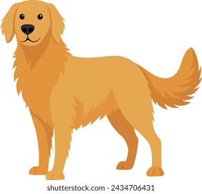 Hand drawn golden retriever dog breed illustration