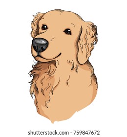 Hand drawn Golden retriever face illustration.