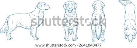 Hand Drawn Golden Retriever Vector Illustration Showing Front, Back, Side and Top Views of Dog in Detailed Line Art Style for Pet Design, Animal Anatomy Reference, and Veterinary Graphics

