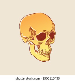Hand drawn golden skull vector