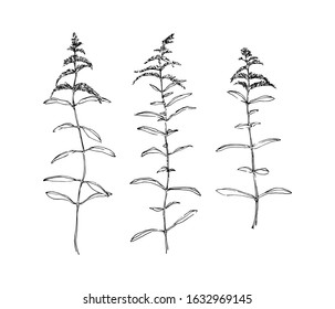 Hand drawn goldenrod wild plants with flowers collection. Outline herbs sketch ink painted. Black isolated botanical vector illustration on white background.