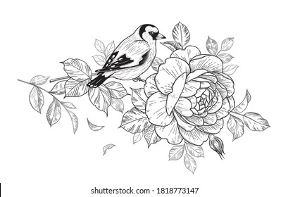Hand drawn goldfinch sitting on rose branch isolated on white background. Vector monochrome elegant floral composition with bird and flower in vintage style, t-shirt, tattoo design. 