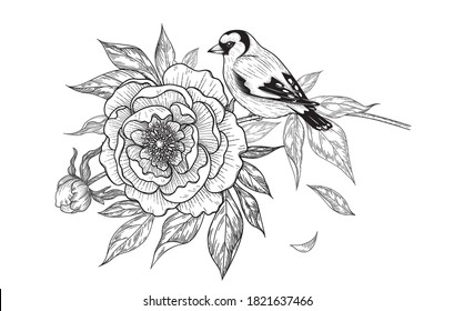Hand drawn goldfinch sitting on peony branch isolated on white background. Vector monochrome elegant floral composition with bird and flower in vintage style, t-shirt, tattoo design. 