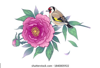 Hand drawn goldfinch sitting on peony branch isolated on white background. Vector elegant floral composition with bird and pink flower in vintage style, t-shirt, tattoo design. 