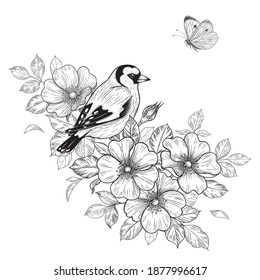 Hand drawn goldfinch sitting on Dog-Rose branch with flowers and flying butterfly. Vector monochrome elegant floral arrangement with bird in vintage style, t-shirt, tattoo design, coloring page.