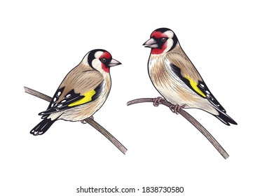 Hand drawn goldfinches with bright plumage isolated on white background. Couple of colorful birds sitting on branches. Vector decorative animalistic illustration with songbirds in vintage style.