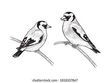 Hand drawn goldfinches isolated on blank background. Black and white couple of birds sitting on branches. Vector monochrome animalistic illustration with songbirds in vintage style. 