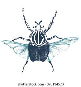 Hand drawn goliath beetle on white background