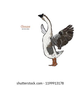 Hand drawn goose isolated. Engraved style vector illustration. Template for your design works.