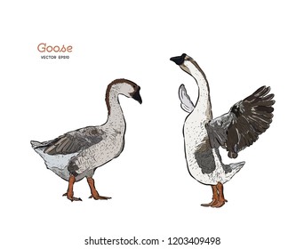 Hand drawn goose isolated. Engraved style vector illustration. Template for your design works.