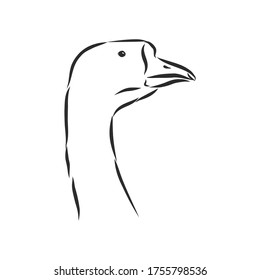 Hand drawn goose isolated. Engraved style vector illustration. Template for your design works. goose animal, vector sketch illustration