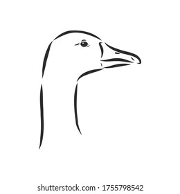 Hand drawn goose isolated. Engraved style vector illustration. Template for your design works. goose animal, vector sketch illustration