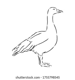 Hand drawn goose isolated. Engraved style vector illustration. Template for your design works. goose animal, vector sketch illustration