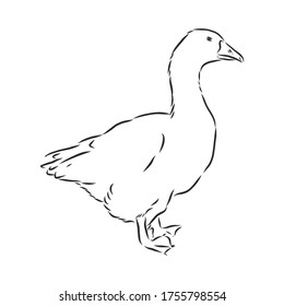 La mano dibujó ganso aislado. Ilustración vectorial de estilo grabado. La plantilla para el diseño funciona. animal ganso, ilustración de esbozo vectorial