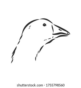 Hand drawn goose isolated. Engraved style vector illustration. Template for your design works. goose animal, vector sketch illustration