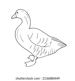 Hand drawn goose isolated. Engraved style vector illustration. Template for your design works.